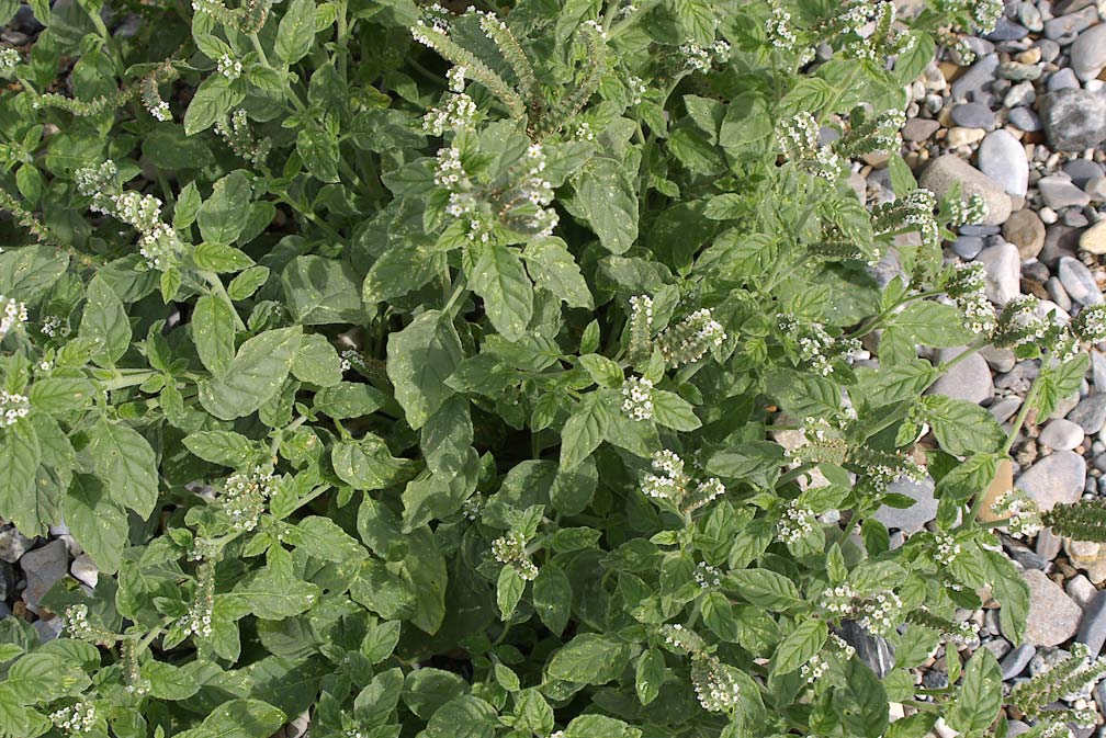Heliotropium europaeum / Eliotropio selvatico